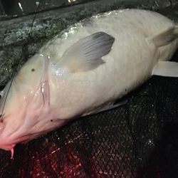 台風後のヘドロ濁りで