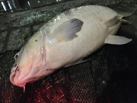 台風後のヘドロ濁りで