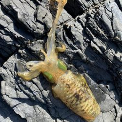 アオリイカ新子好調