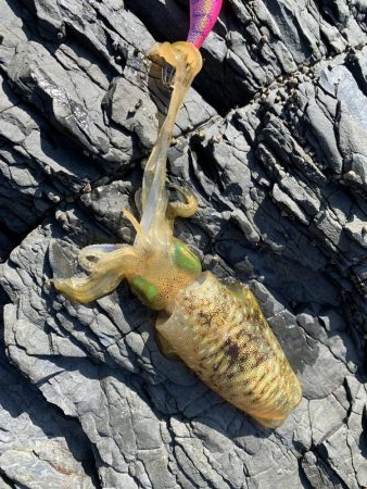 アオリイカ新子好調