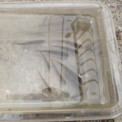 小物釣りで気分転換