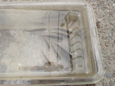 小物釣りで気分転換