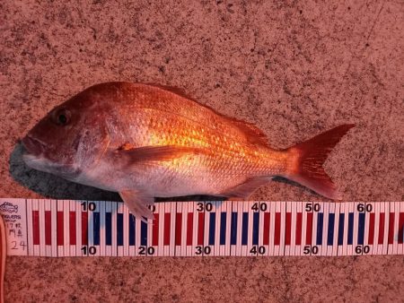 ショアジギングでロックフィッシュ&…