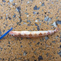 ショアジギングでロックフィッシュpart2