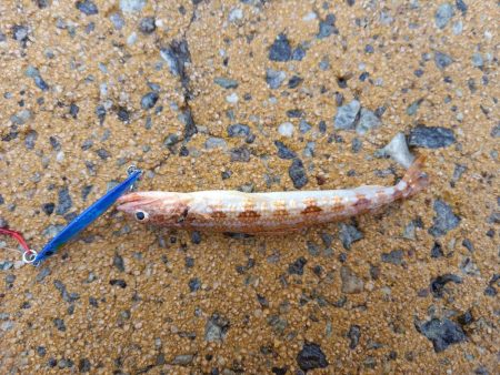 ショアジギングでロックフィッシュpart2