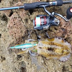 なかなかサイトには出てくれませんでした( ノД`)…