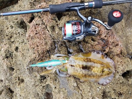 なかなかサイトには出てくれませんでした( ノД`)…