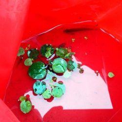 近所の水路で入れ食いを楽しむ(9)＋α