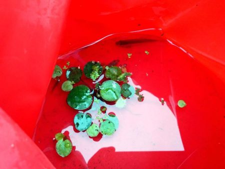 近所の水路で入れ食いを楽しむ(9)＋α