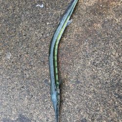 イカもたくさん。アジも良い形。