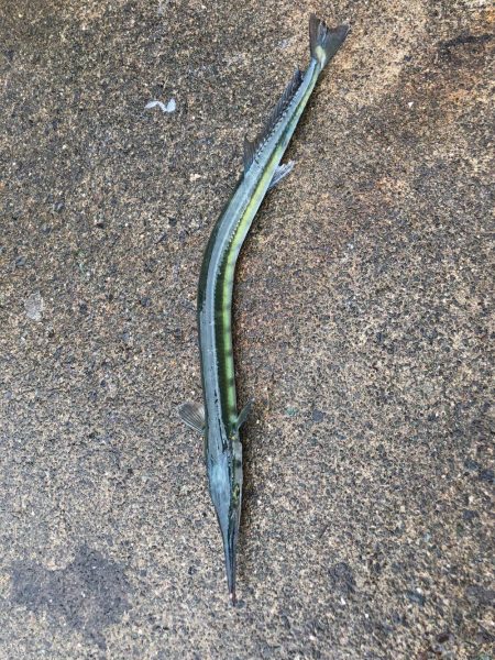 イカもたくさん。アジも良い形。