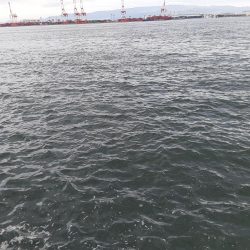 やっとタチウオ