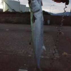 サゴシ釣り！！