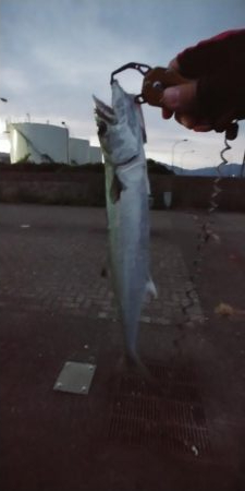 サゴシ釣り！！