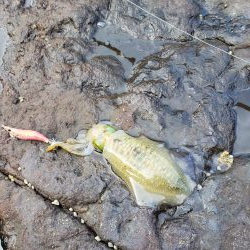 なかなか厳しくなってます( ノД`)…