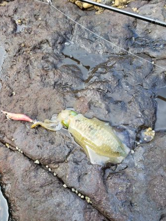 なかなか厳しくなってます( ノД`)…