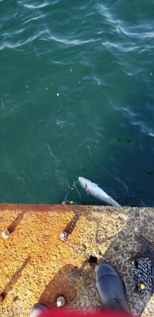 ショアジギング