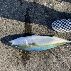 続メジロリベンジ