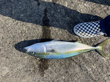 続メジロリベンジ