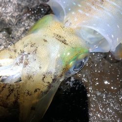 佐渡ヶ島エギング 36回目