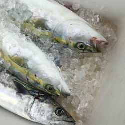 ライトショアジギ、2種混合