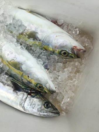 ライトショアジギ、2種混合