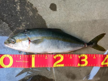 相変わらずの、、