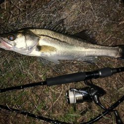 秋の夜長に河鱸