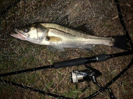秋の夜長に河鱸