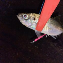 寒さ堪えるアジング