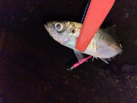 寒さ堪えるアジング