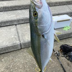 太刀魚F4からのメジロ