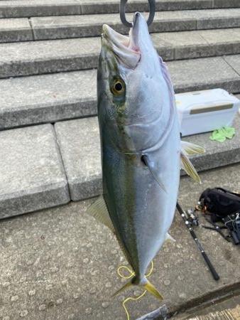 太刀魚F4からのメジロ