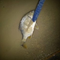 10/9釣果台風の中尺アジ3匹