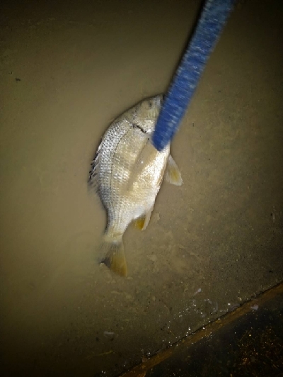 10/9釣果台風の中尺アジ3匹