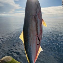 フクラギ、ダツ