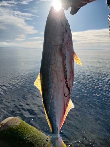 フクラギ、ダツ