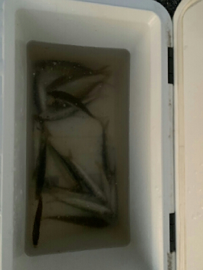 秋めいて参りましたなぁ～