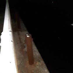 タチウオどこに···?