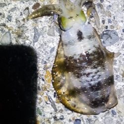 イカ　大爆釣！