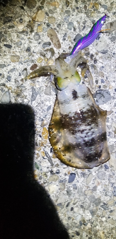 イカ　大爆釣！