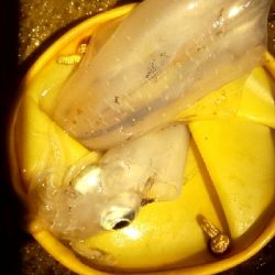 本当に秋イカか?