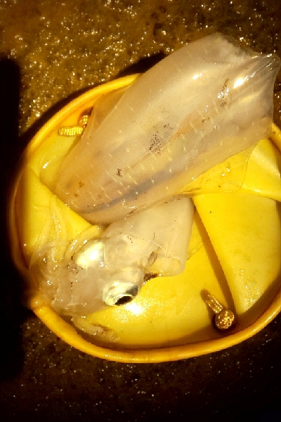 本当に秋イカか?