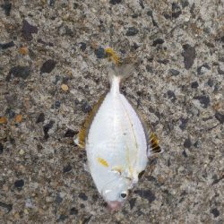 ショアジギングとアジング