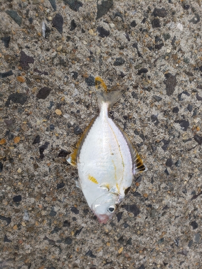 ショアジギングとアジング