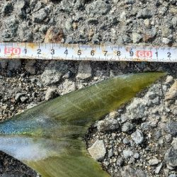 青物良い感じ♪