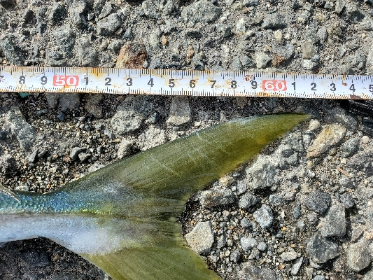 青物良い感じ♪