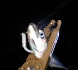 まぐれで、グレ