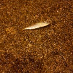 短時間アジング