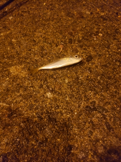 短時間アジング